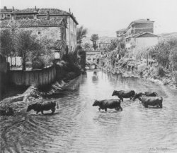 32 ganado atravesando el rio